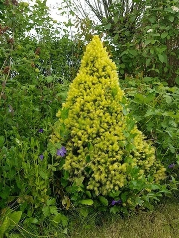 Witte Alberta Spar (Picea Glauca 'J.W. Daisy's White') 5 Witte Alberta Spar (Picea Glauca 'J.W. Daisy's White') - Afbeelding 3