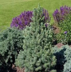 Blauwe Alberta Spar (Picea Glauca Sander's Blue) -OL Planten Winkel picea glauca sander s blue