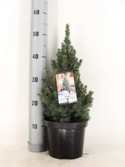 Blauwe Alberta Spar (Picea Glauca Sander's Blue) -OL Planten Winkel picea glauca sander s blue 30 40 c3 m