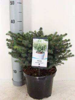 Servische Spar (Picea Omorika 'Karel') 8 Servische Spar (Picea Omorika 'Karel') -OL Planten Winkel picea omorika karel winter c3 m 1
