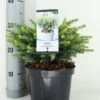 Servische Spar (Picea Omorika 'Karel') -OL Planten Winkel picea omorika karel zomer c3 m 1