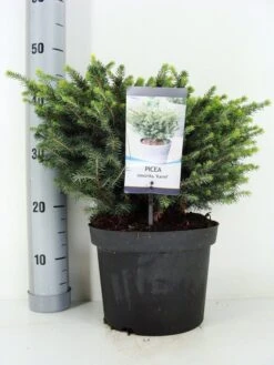 Servische Spar (Picea Omorika 'Karel') 9 Servische Spar (Picea Omorika 'Karel') -OL Planten Winkel picea omorika karel zomer c5 m 1