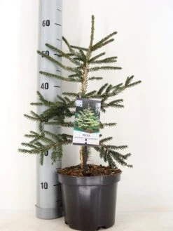Kaukasische Spar (Picea Orientalis 'Aureospicata') -OL Planten Winkel picea orientalis aureospicata winter c3 m 1