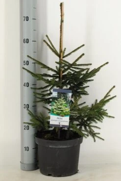 Kaukasische Spar (Picea Orientalis 'Aureospicata') -OL Planten Winkel picea orientalis aureospicata winter c5 m 1
