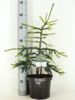 Kaukasische Spar (Picea Orientalis 'Aureospicata') -OL Planten Winkel picea orientalis aureospicata zomer c3 m