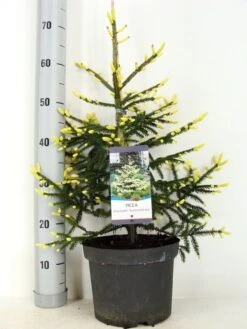 Kaukasische Spar (Picea Orientalis 'Aureospicata') -OL Planten Winkel picea orientalis aureospicata zomer c5 m 1