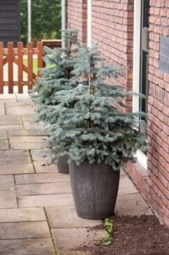 Noorse Blauwspar (Picea Pungens 'Erich Frahm') -OL Planten Winkel picea pungens erich frahm 1