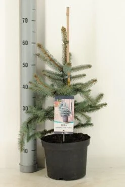 Noorse Blauwspar (Picea Pungens 'Erich Frahm') -OL Planten Winkel picea pungens erich frahm c5 m 1
