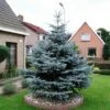 Blauwspar (Picea Pungens 'Glauca') -OL Planten Winkel picea pungens glauca