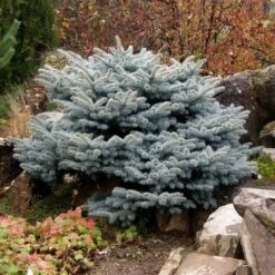 Colorado Spar (Picea Pungens 'Glauca Globosa') 14 Colorado Spar (Picea Pungens 'Glauca Globosa') -OL Planten Winkel picea pungens glauca globosa