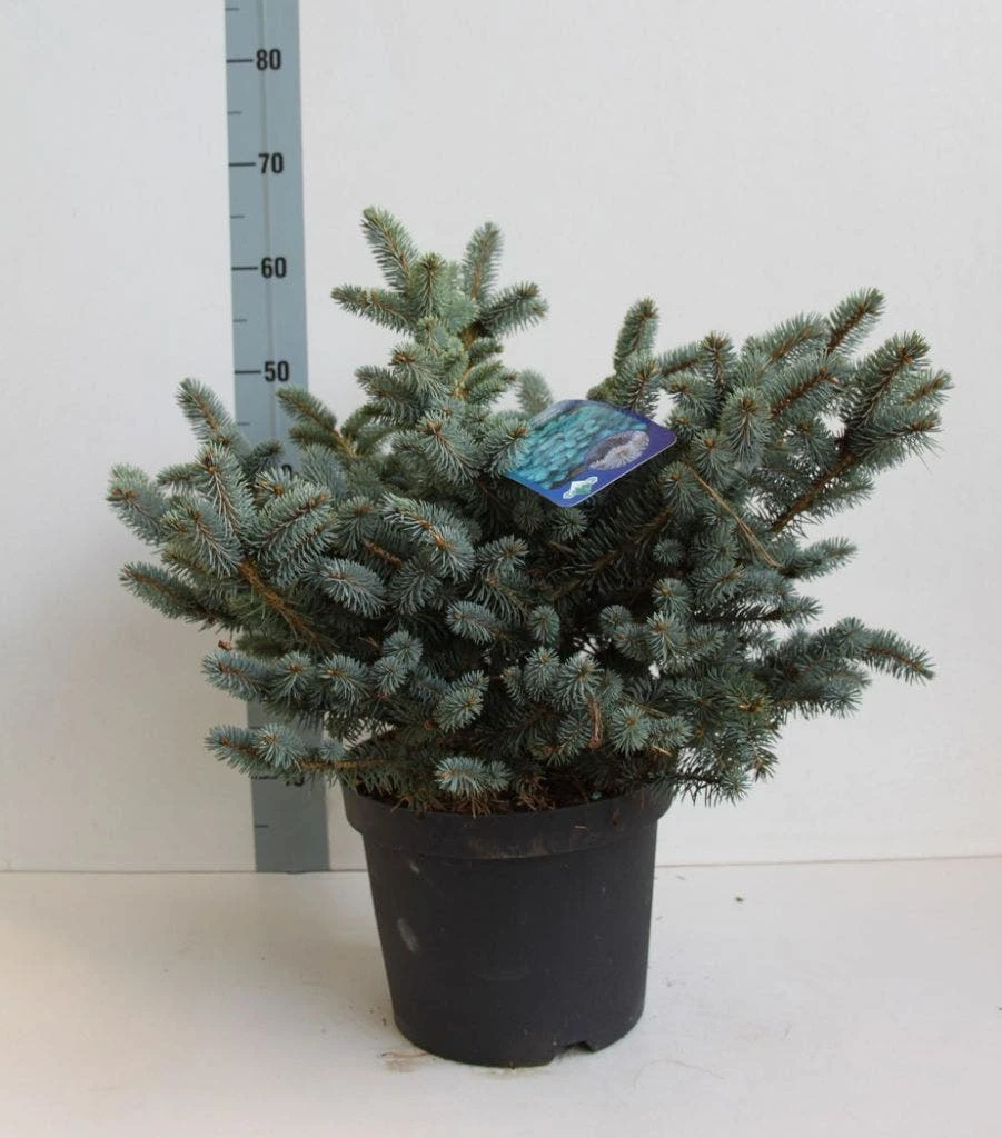 Colorado Spar (Picea Pungens 'Glauca Globosa') 4 Colorado Spar (Picea Pungens 'Glauca Globosa') - Afbeelding 2