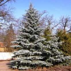Spar (Picea Pungens 'Hoopsii') -OL Planten Winkel picea pungens hoopsii