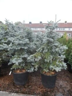 Spar (Picea Pungens 'Hoopsii') -OL Planten Winkel picea pungens hoopsii 125 150 175 200 aanlegkwaliteit 1