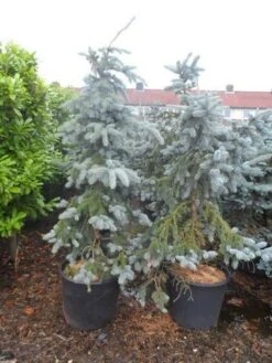 Spar (Picea Pungens 'Hoopsii') -OL Planten Winkel picea pungens hoopsii 125 150 175 200 aanlegkwaliteit 1 1