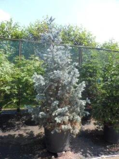 Spar (Picea Pungens 'Hoopsii') -OL Planten Winkel picea pungens hoopsii 175 200 250