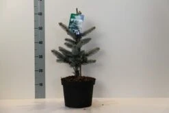Spar (Picea Pungens 'Hoopsii') -OL Planten Winkel picea pungens hoopsii 30 40 cm c5