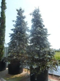 Spar (Picea Pungens 'Hoopsii') -OL Planten Winkel picea pungens hoopsii 400 500 600 c1000