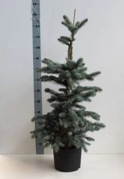Spar (Picea Pungens 'Hoopsii') -OL Planten Winkel picea pungens hoopsii 60 80 cm co. 7.5l kopie kopie 1