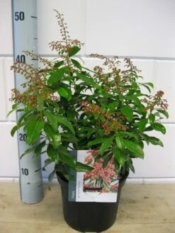 Rotsheide (Pieris Japonica 'Valley Valentine') -OL Planten Winkel pieris valey valentine c3 december