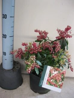 Rotsheide (Pieris Japonica 'Valley Valentine') -OL Planten Winkel pieris valley valentine c3 maart.jpg