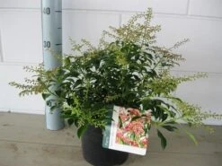Rotsheide (Pieris Japonica 'Valley Valentine') -OL Planten Winkel pieris valley valentine c3 november 2