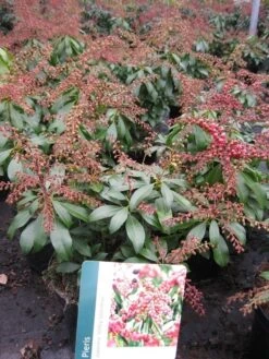 Rotsheide (Pieris Japonica 'Valley Valentine') -OL Planten Winkel pierisjapvalleyvalentine 1