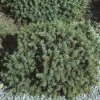 Dwergspar (Picea Glauca 'Echiniformis') -OL Planten Winkel pigechin 1 1