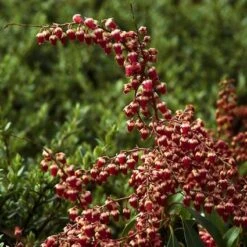Rotsheide (Pieris Japonica 'Valley Valentine') -OL Planten Winkel pijvvale 10 2 1