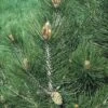 Den (Pinus Leucodermis) -OL Planten Winkel pileucod 8