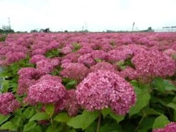 Hortensia (Hydrangea 'Pink Annabelle') -OL Planten Winkel pink annabelle 1 1