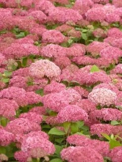 Hortensia (Hydrangea 'Pink Annabelle') -OL Planten Winkel pink annabelle 2