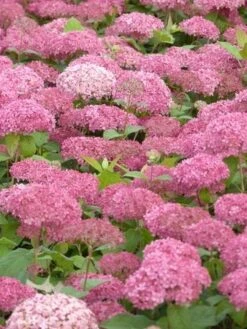 Hortensia (Hydrangea 'Pink Annabelle') -OL Planten Winkel pink annabelle 3 1
