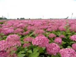 Hortensia (Hydrangea 'Pink Annabelle') -OL Planten Winkel pink annabelle 4 1