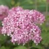 Hortensia (Hydrangea 'Pink Annabelle') -OL Planten Winkel pink annabelle 7