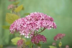 Hortensia (Hydrangea 'Pink Annabelle') -OL Planten Winkel pink annabelle 8