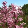 Dwergsering Op Stam (Syringa Bloomerang® 'Pink Perfume') -OL Planten Winkel pink perfume 1