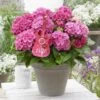 Hortensia Pink Pop (Hydrangea 'Music Collection') -OL Planten Winkel pink pop 2 2