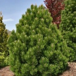 Bosnische Den (Pinus Heldreichii 'Compact Gem') -OL Planten Winkel pinus heldreichii compact gem 1
