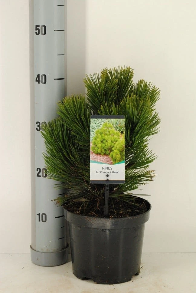 Bosnische Den (Pinus Heldreichii 'Compact Gem') 3 Bosnische Den (Pinus Heldreichii 'Compact Gem')