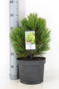 Bosnische Den (Pinus Heldreichii 'Compact Gem') 6 Bosnische Den (Pinus Heldreichii 'Compact Gem') -OL Planten Winkel pinus heldreichii compact gem c5 m