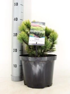 Dwerg Bergden (Pinus Mugo 'Wintergold') -OL Planten Winkel pinus mugo carst. wintergold c5 m 1
