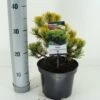 Dwerg Bergden (Pinus Mugo 'Wintergold') -OL Planten Winkel pinus mugo carstens wintergold c3 m 1