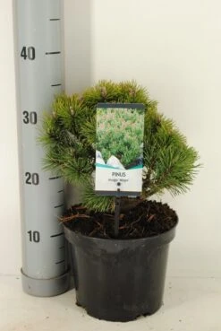Dwerg Bergden (Pinus Mugo 'Mops') -OL Planten Winkel pinus mugo mops c3 m 1