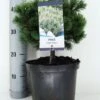 Dwerg Bergden (Pinus Mugo 'Mops') -OL Planten Winkel pinus mugo mops c5 m