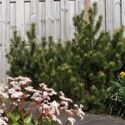 Dwerg Bergden (Pinus Mugo 'Mops') -OL Planten Winkel pinus mugo mughus 1