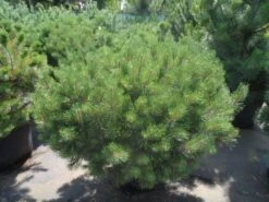 Bergden (Pinus Mugo Mughus) -OL Planten Winkel pinus mugo mughus 100 125