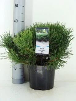 Bergden (Pinus Mugo Mughus) -OL Planten Winkel pinus mugo mughus c3 m