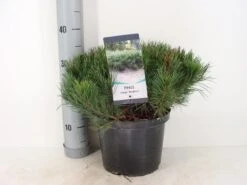 Bergden (Pinus Mugo Mughus) -OL Planten Winkel pinus mugo mughus c5 m