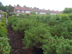 Bergden (Pinus Mugo Mughus) -OL Planten Winkel pinus mugo mughus diameter 100 125 150 c130 2