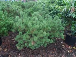 Bergden (Pinus Mugo Mughus) -OL Planten Winkel pinus mugo mughus diameter 100 125 150 c130 3